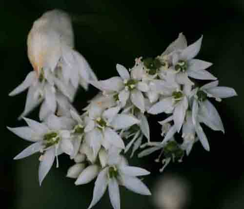 Wild garlic photographed at Trow Pool